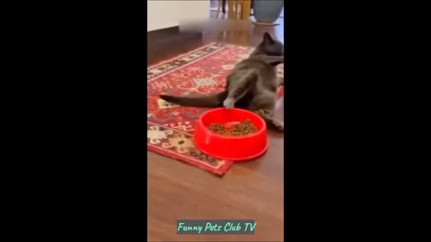 Funny Animal Videos 🤣 Funniest Cats and Dogs Videos 2024 😹🐶 #1