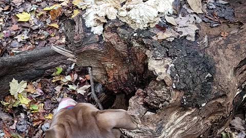 Someone saw a squirrel look at this cool mushroom