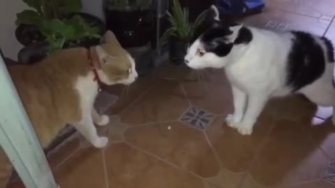 Cute cat fighting😀😀