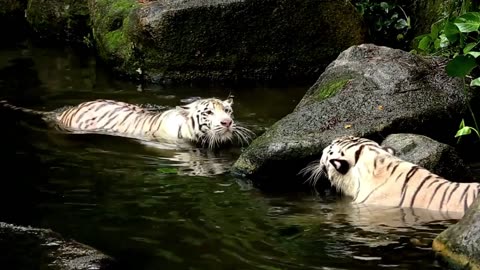 Tiger fight | Animal | Wild | Jungle | #tiger