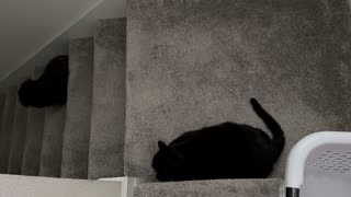 Adopting a Cat from a Shelter Vlog - Cute Precious Piper Guards the Upstairs from the Dog