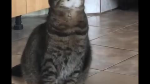 Russian cat pretended to faint to get food