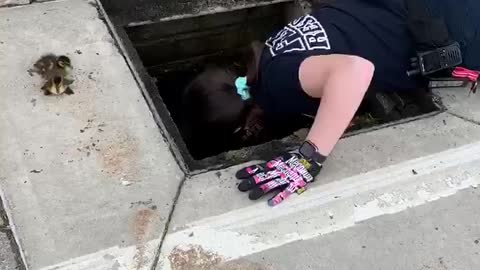Firefighters save a group of baby ducks stuck in storm drain