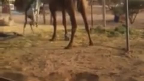 The stupid donkey fights the camel