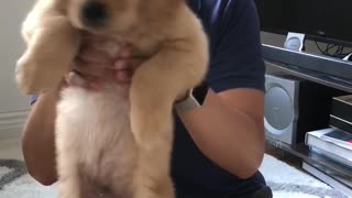 Puppy dance