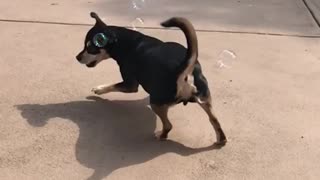 Black dog chasing and eating bubbles in slomo