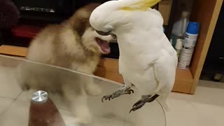 Barking Bird Confounds Canines