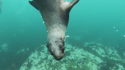 Sea dog swimming and diving in the sea