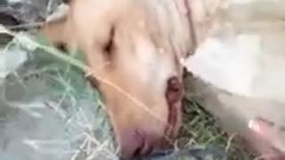 Una perrita con el hocico atado es milagrosamente rescatada segundos antes de morir