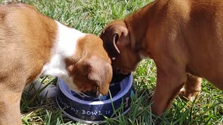 Cute Boxer Puppies Drinking Water