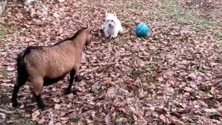 Westie tries to teach goats how to play soccer