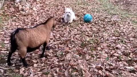 Westie tries to teach goats how to play soccer