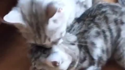 Mama Cat Pushes Kitten Home