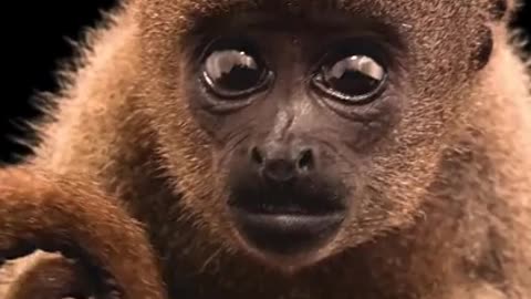 This Beautiful Creature Is A Woolly Monkey, And Only 1000 Of It Are Saved