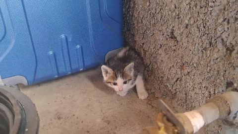 The beautiful kittens ate and then played with each other.