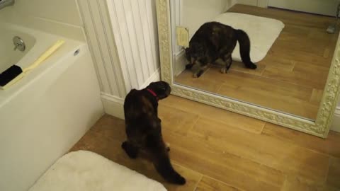 Cat shocked by reflection after discovering mirror