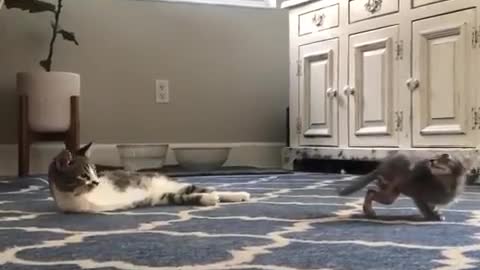 A cat without paws plays with a kitten