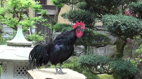 Funny ROOSTER lets out a long crow.