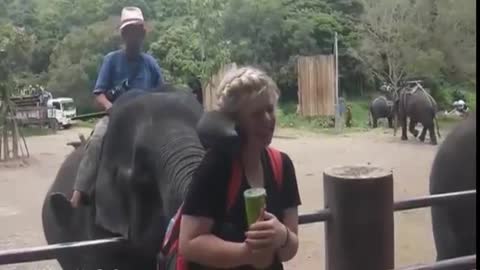 elephant kiss girl with own trunk beautiful funny video