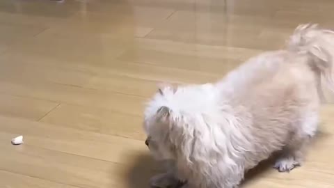 Give the puppy a piece of bread to dance for a day