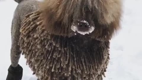 Brown dog funny fur playing in snow and running around