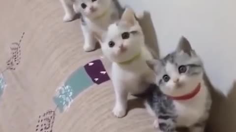 Adorable Kittens Dancing 😍