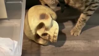 Savannah Cat Plays with Skull