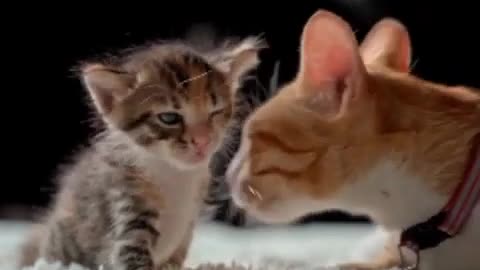 Mother cat loveing har baby cute cat videos