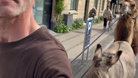 Camel and Donkey Go For a Walk in Copenhagen