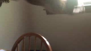 Orange cat slips and falls when she tries to jump off table