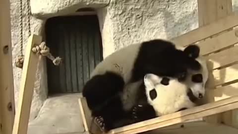 Cute pandas playing on the slide