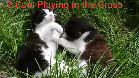 2 Cats Playing in the Grass