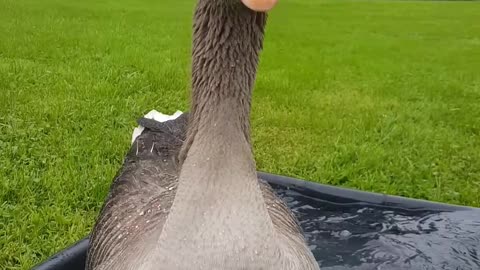 When it's finally Friday, Dooby the goose breaks out in his happy dance!