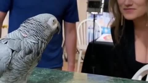 Cute Bird Trick - Funny Parrot and Bird Videos - Funny Parrots Compilation 2022