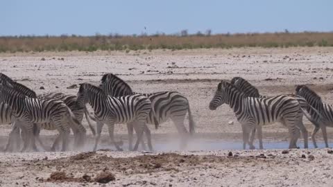 Giraffe and zebras scare up on awaterhole and run