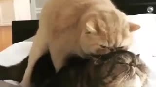 Cats Loving Each other