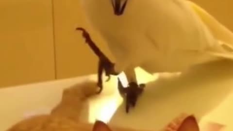 PARROT PLAYS WITH SLEEPING CAT TAIL