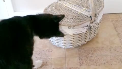 Kiko curious to know what's in the basket