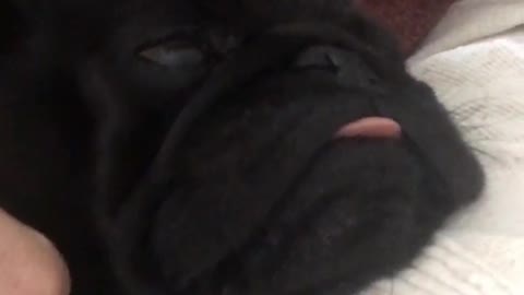 Black pug realizes hes on camera