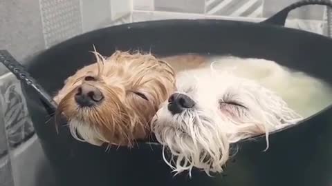 puppy in bath