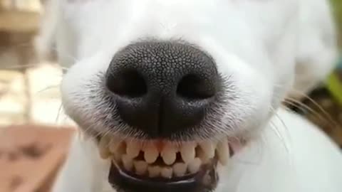 cute little doggi，smile