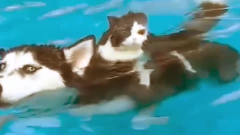 Cute Husky Swimming With Cat