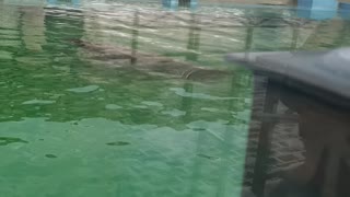 Navy seal swimming in the pool