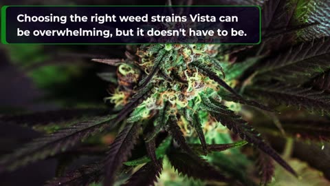 Weed Strains Vista