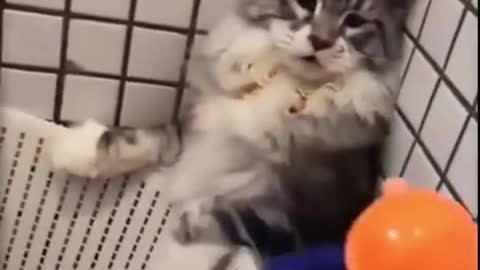 Baby Cat, Funny videos ever, Funniest Animals