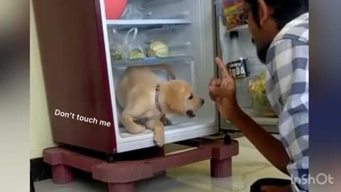 Labrador puppy loves cool place in hot summer | fridge was off stage | happy the Labrador