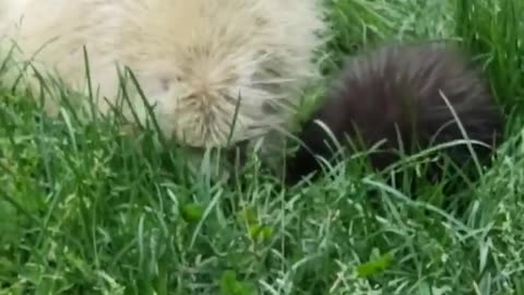 A Rare Albino Porcupine and its Baby Adventuring the Backyard