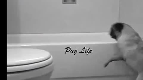 pug life dog funny moment