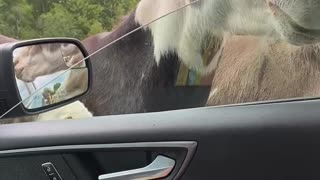 Horse has an itch