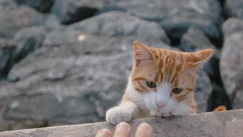 Cat Playing Alone | Beautiful Moment